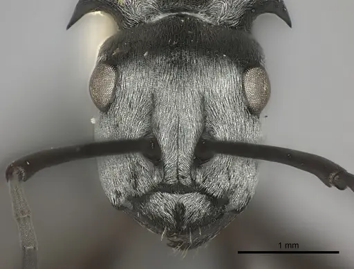Polyrhachis schlueteri specimen CASENT0217800 image casent0217800_2