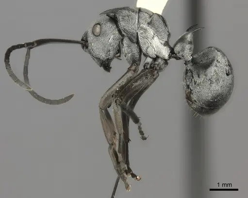 Polyrhachis schlueteri specimen CASENT0217800 image casent0217800_3