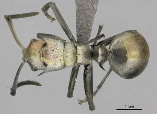 Polyrhachis schlueteri specimen CASENT0235676 image casent0235676_1