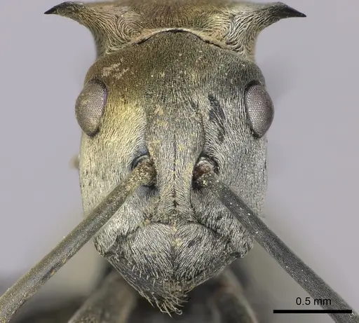 Polyrhachis schlueteri specimen CASENT0235676 image casent0235676_2