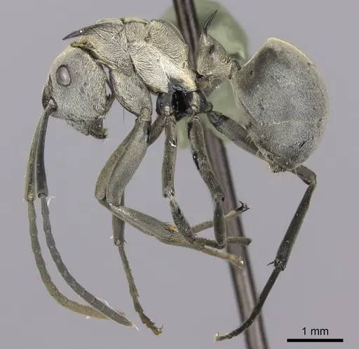 Polyrhachis schlueteri specimen CASENT0235676 image casent0235676_3