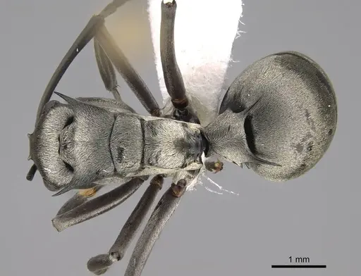 Polyrhachis schlueteri specimen CASENT0281455 image casent0281455_1