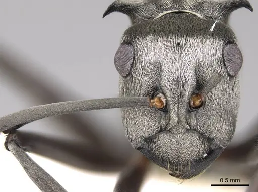 Polyrhachis schlueteri specimen CASENT0281455 image casent0281455_2