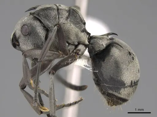 Polyrhachis schlueteri specimen CASENT0281455 image casent0281455_3