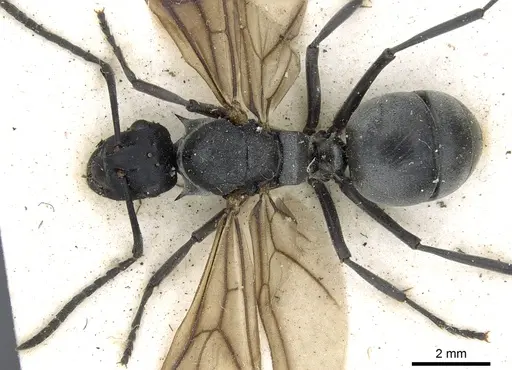 Polyrhachis schlueteri specimen CASENT0903458 image casent0903458_1