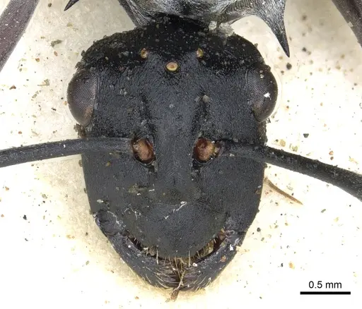 Polyrhachis schlueteri specimen CASENT0903458 image casent0903458_2