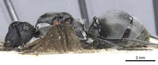 Polyrhachis schlueteri specimen CASENT0903458 image casent0903458_3