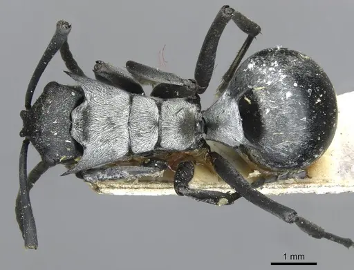 Polyrhachis schlueteri specimen CASENT0910913 image casent0910913_1