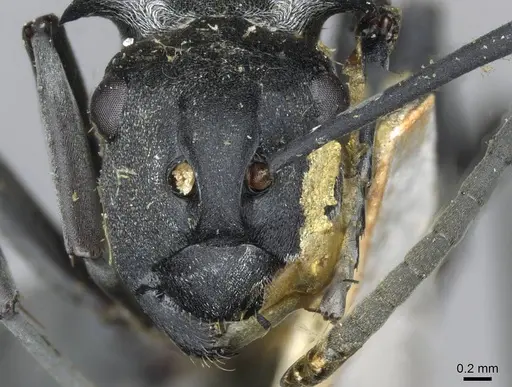 Polyrhachis schlueteri specimen CASENT0910913 image casent0910913_2