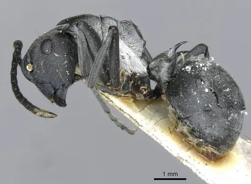Polyrhachis schlueteri specimen CASENT0910913 image casent0910913_3