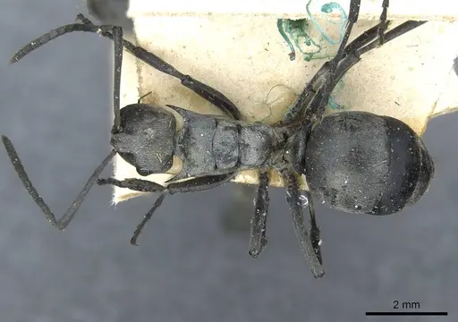 Polyrhachis schlueteri specimen CASENT0910914 image casent0910914_1