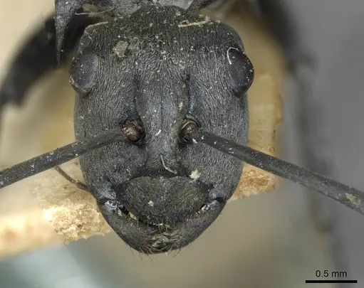 Polyrhachis schlueteri specimen CASENT0910914 image casent0910914_2