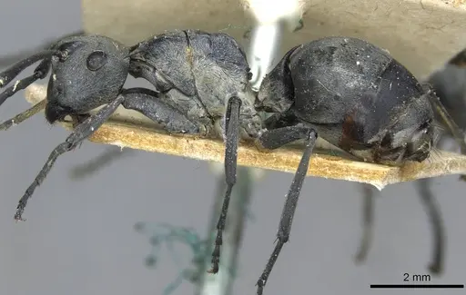 Polyrhachis schlueteri specimen CASENT0910914 image casent0910914_3