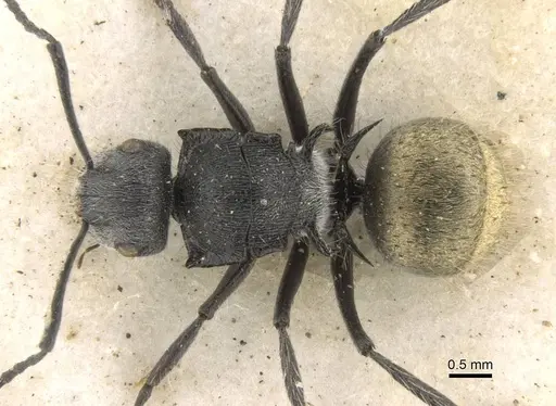 Polyrhachis schoopae specimen CASENT0906739 image casent0906739_1