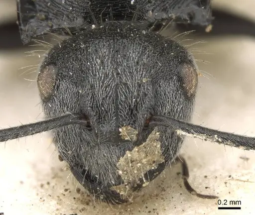 Polyrhachis schoopae specimen CASENT0906739 image casent0906739_2