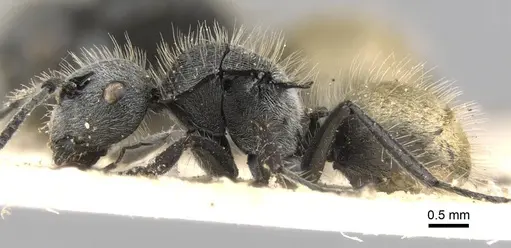 Polyrhachis schoopae specimen CASENT0906739 image casent0906739_3