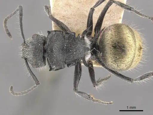 Polyrhachis schoopae specimen CASENT0910815 image casent0910815_1