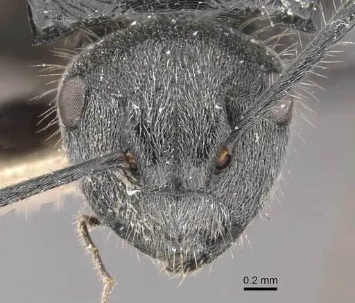 Polyrhachis schoopae specimen CASENT0910815 image casent0910815_2