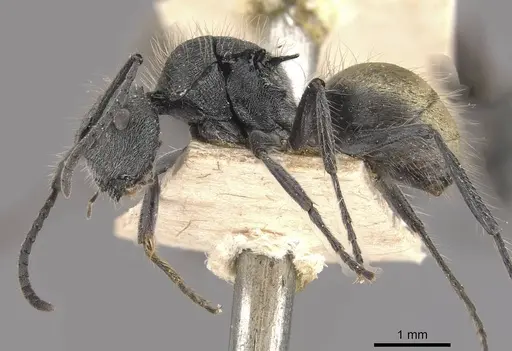 Polyrhachis schoopae specimen CASENT0910815 image casent0910815_3
