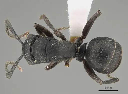 Polyrhachis schwiedlandi specimen CASENT0887772 image casent0887772_1