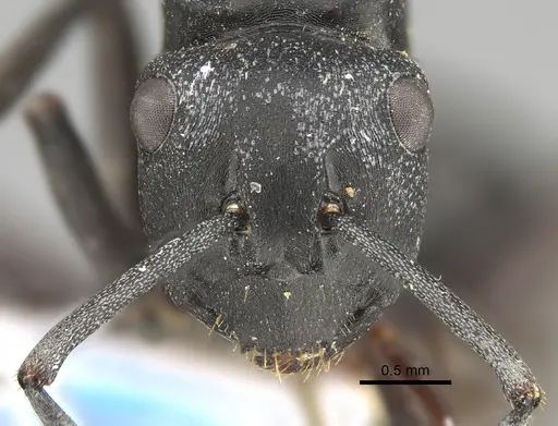 Polyrhachis schwiedlandi specimen CASENT0887772 image casent0887772_2
