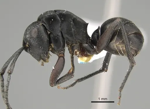 Polyrhachis schwiedlandi specimen CASENT0887772 image casent0887772_3