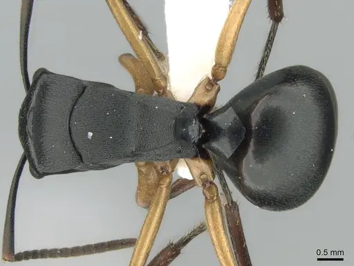 Polyrhachis schwiedlandi specimen CASENT0906564 image casent0906564_1