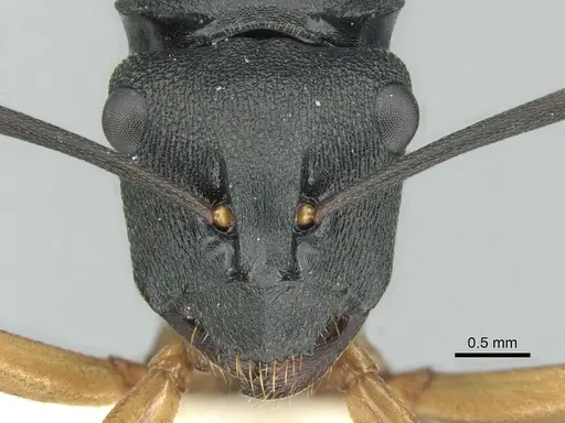 Polyrhachis schwiedlandi specimen CASENT0906564 image casent0906564_2