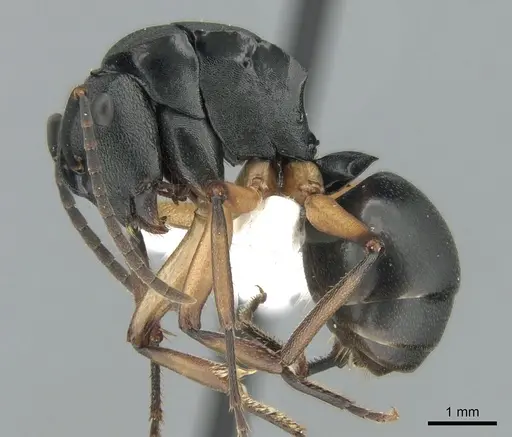 Polyrhachis schwiedlandi specimen CASENT0906564 image casent0906564_3