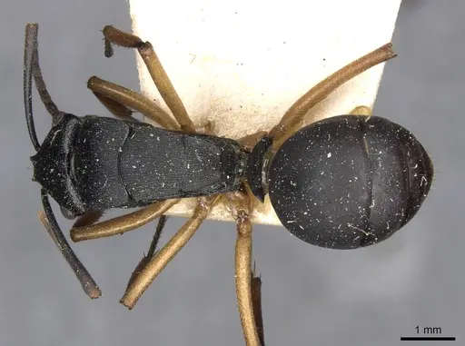 Polyrhachis schwiedlandi specimen CASENT0910779 image casent0910779_1