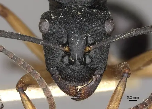 Polyrhachis schwiedlandi specimen CASENT0910779 image casent0910779_2
