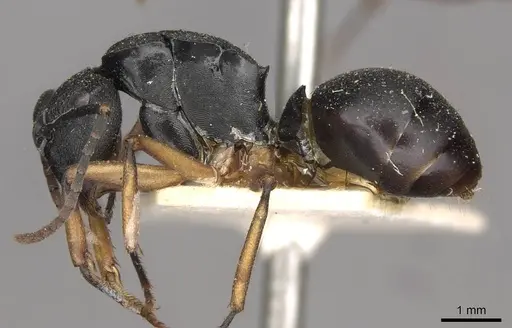 Polyrhachis schwiedlandi specimen CASENT0910779 image casent0910779_3