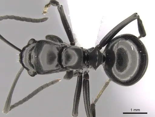 Polyrhachis scissa specimen CASENT0281343 image casent0281343_1