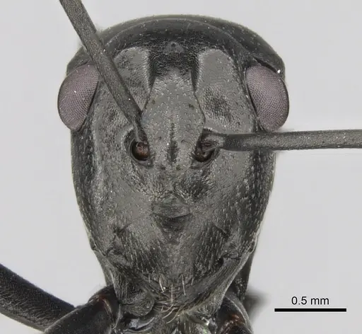 Polyrhachis scissa specimen CASENT0281343 image casent0281343_2