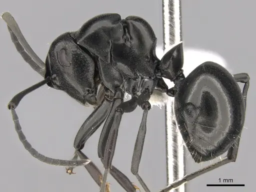 Polyrhachis scissa specimen CASENT0281343 image casent0281343_3