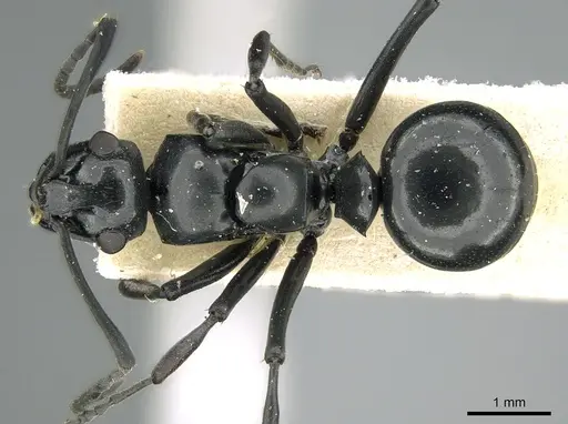 Polyrhachis scissa specimen CASENT0906578 image casent0906578_1