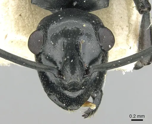 Polyrhachis scissa specimen CASENT0906578 image casent0906578_2