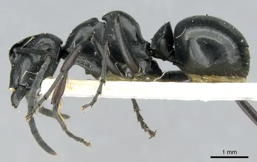 Polyrhachis scissa specimen CASENT0906578 image casent0906578_3