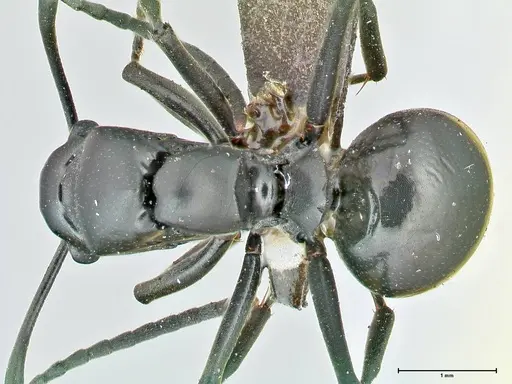 Polyrhachis scissa specimen FOCOL2556 image focol2556_1