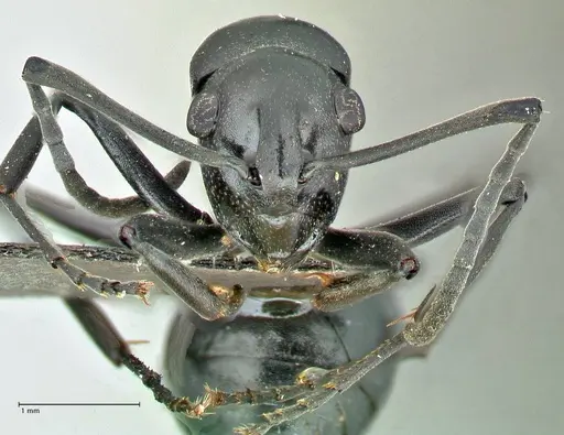 Polyrhachis scissa specimen FOCOL2556 image focol2556_2
