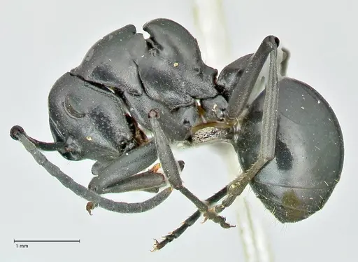 Polyrhachis scissa specimen FOCOL2556 image focol2556_3