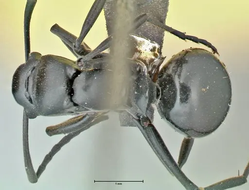 Polyrhachis scissa specimen FOCOL2557 image focol2557_1