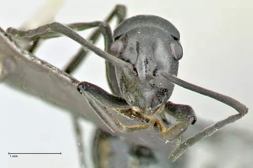 Polyrhachis scissa specimen FOCOL2557 image focol2557_2