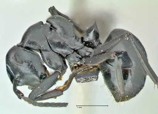 Polyrhachis scissa specimen FOCOL2557 image focol2557_3