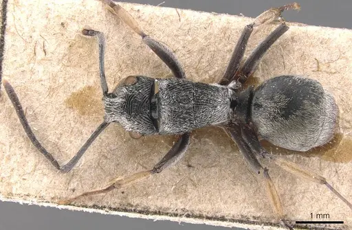 Polyrhachis sculpta specimen CASENT0905815 image casent0905815_1