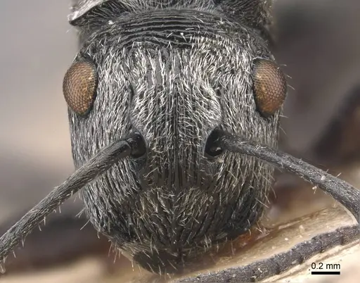 Polyrhachis sculpta specimen CASENT0905815 image casent0905815_2