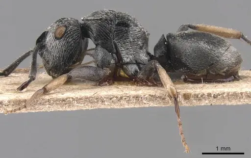 Polyrhachis sculpta specimen CASENT0905815 image casent0905815_3