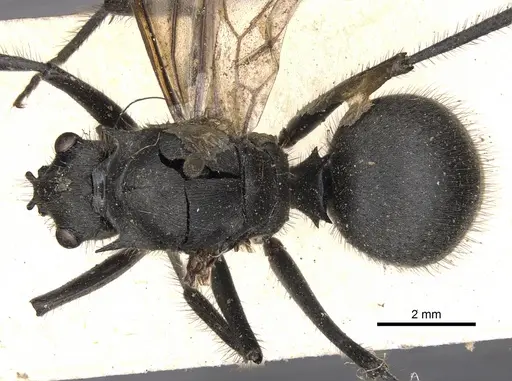Polyrhachis sculpturata specimen CASENT0901827 image casent0901827_1