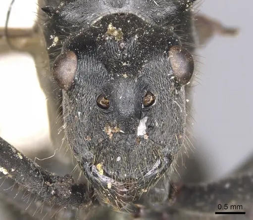 Polyrhachis sculpturata specimen CASENT0901827 image casent0901827_2