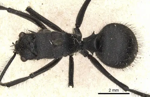 Polyrhachis sculpturata specimen CASENT0901828 image casent0901828_1